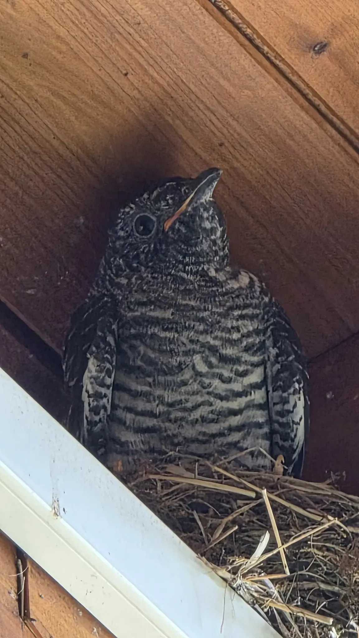 Ein kleiner Vogel, wahrscheinlich ein Küken, mit offenem Schnabel, sitzt auf einem Nest in einer Holzstruktur.