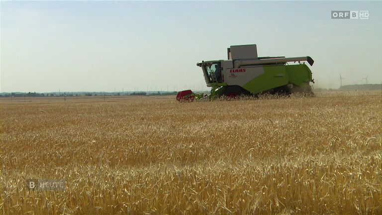 Ein grüner und weißer Mähdrescher erntet Weizen in einem weiten, goldenen Weizenfeld unter klarem Himmel.