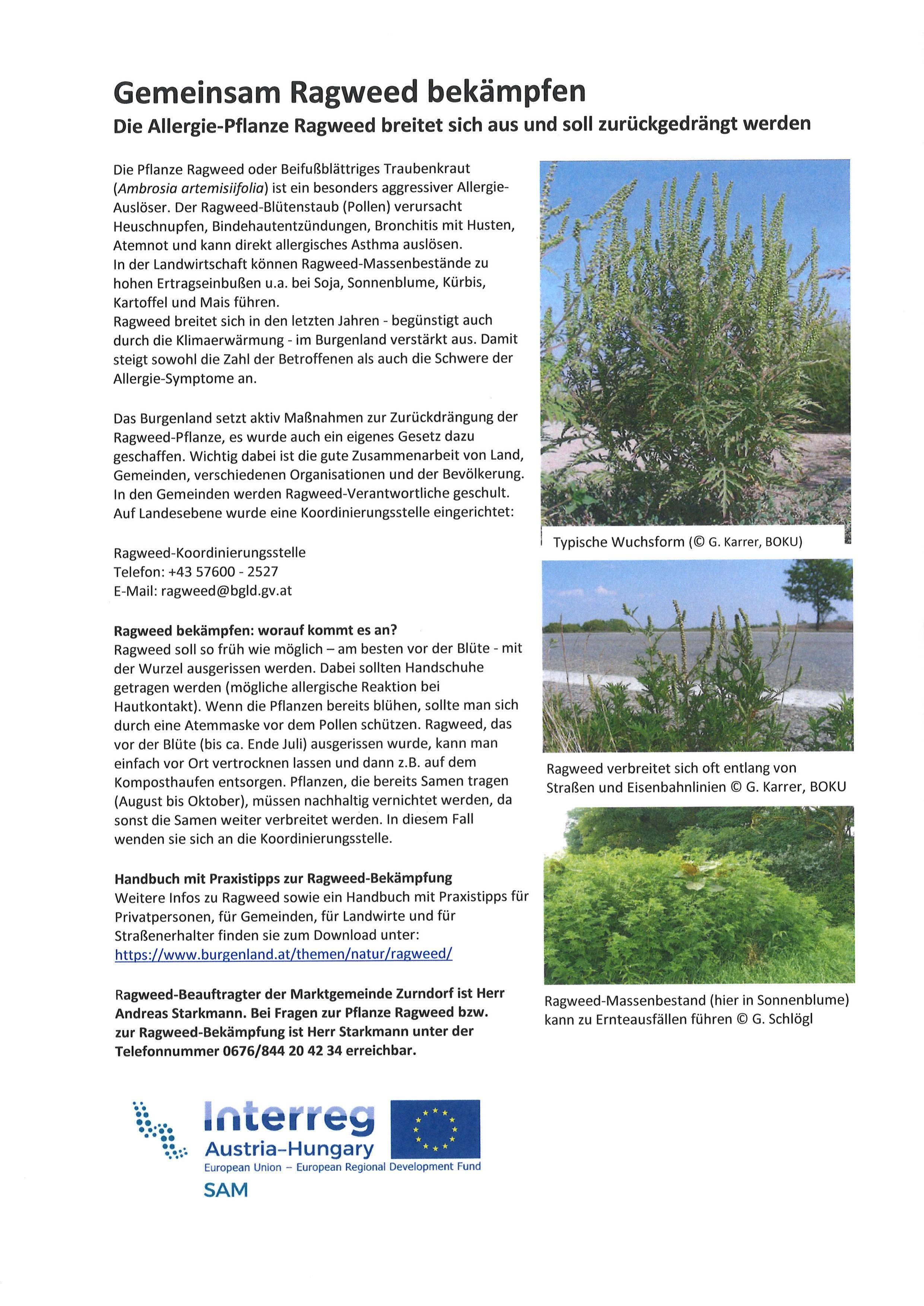 Ragweed-Wuchsform in Österreich mit detaillierten Blättern und Blütenständen