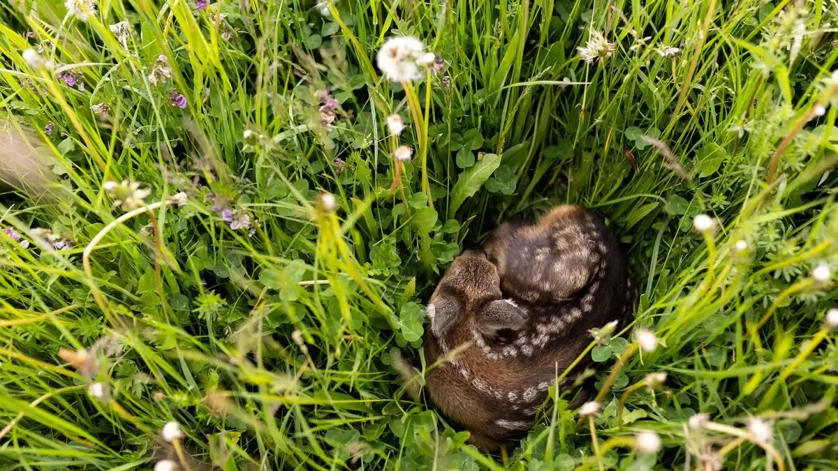 Ein kleines Reh liegt eingerollt in hohem Gras, umgeben von Wildblumen und Klee.