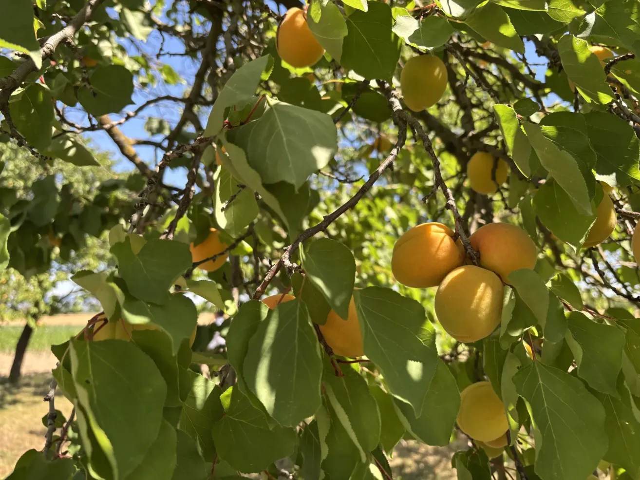 Ein Baum mit gelben Früchten, wahrscheinlich Aprikosen, hängt von Ästen. Die Blätter sind grün und herzförmig. Der Himmel ist im Hintergrund blau.