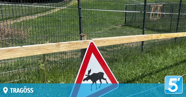 Ein dreieckiges Warnschild mit einem Elchsilhouette, das an einem Zaun in einem Grasfeld befestigt ist.