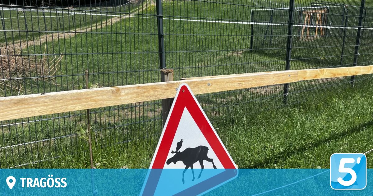 Ein dreieckiges Warnschild mit einem Elchsilhouette, das an einem Zaun in einem Grasfeld befestigt ist.