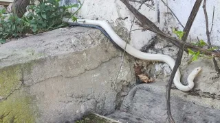 Eine weiße und blaue Schlange ist auf einer Betonstufe neben einer weißen Wand mit einigen grünen Pflanzen und Zweigen aufgerollt.