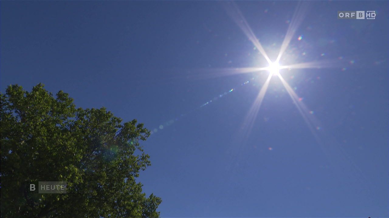 Die Sonne scheint hell und wirft ein strahlendes Licht auf einen Baum am klaren blauen Himmel.