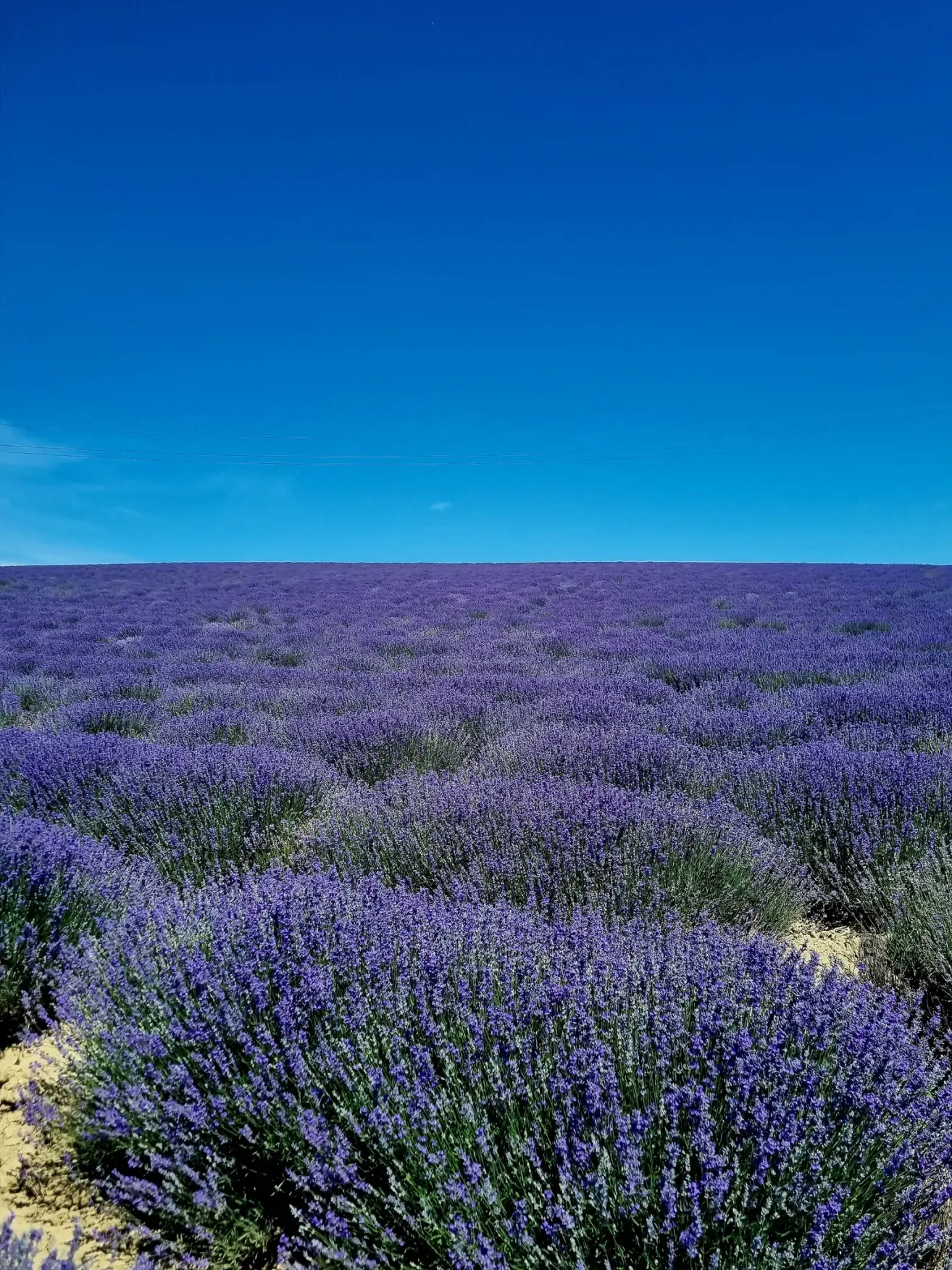 Ein riesiges Feld mit Lavendelblumen erstreckt sich unter einem klaren blauen Himmel, mit einer Horizontlinie in der Ferne sichtbar.
