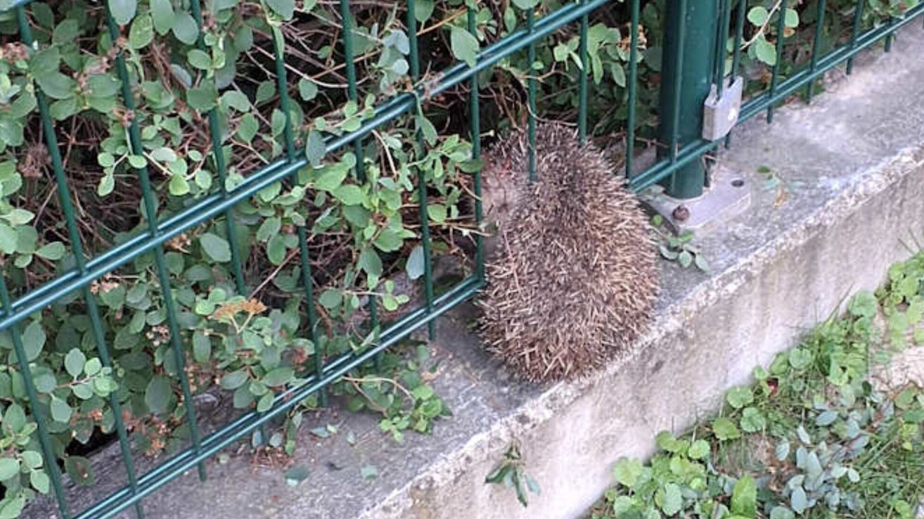 Ein Igel ist in der Nähe eines grünen Metallzauns eingerollt, umgeben von grünen Pflanzen.