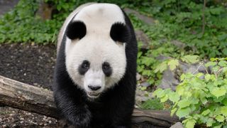 Ein großer Panda steht auf einem Baumstamm, nach links gewandt, mit einem üppigen grünen Hintergrund.