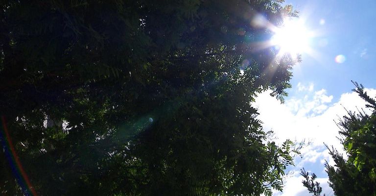 A bright sun shines through the leaves of a tree, casting a warm glow on the surrounding foliage.