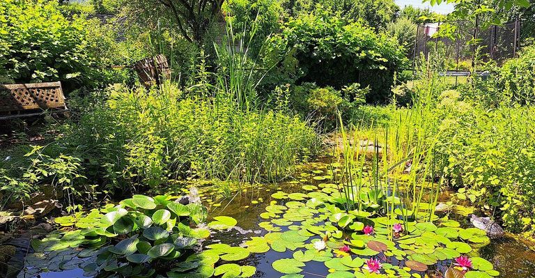 A pond with various types of water lilies and plants, surrounded by lush greenery and trees.