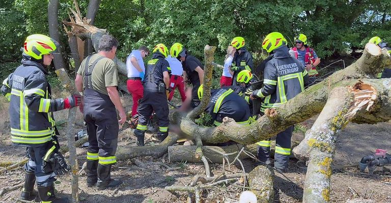 Firefighters are using chainsaws to clear a fallen tree. They are working in a wooded area with several onlookers watching.