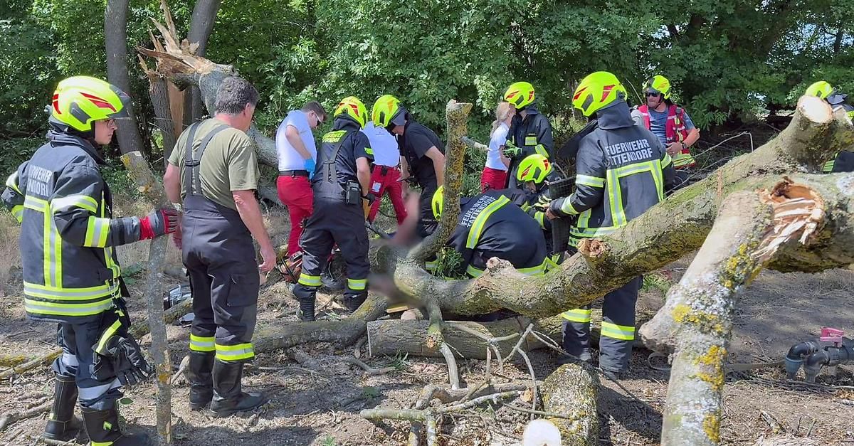 Firefighters are using chainsaws to clear a fallen tree. They are working in a wooded area with several onlookers watching.
