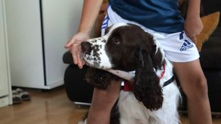 Eine Person streichelt einen braun-weißen Hund mit rotem Halsband. Der Hund hat eine schwarze Nase und braune Flecken im Gesicht.