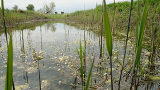 A pond filled with water and surrounded by tall reeds and small white flowers. The water reflects the sky and trees in the background.