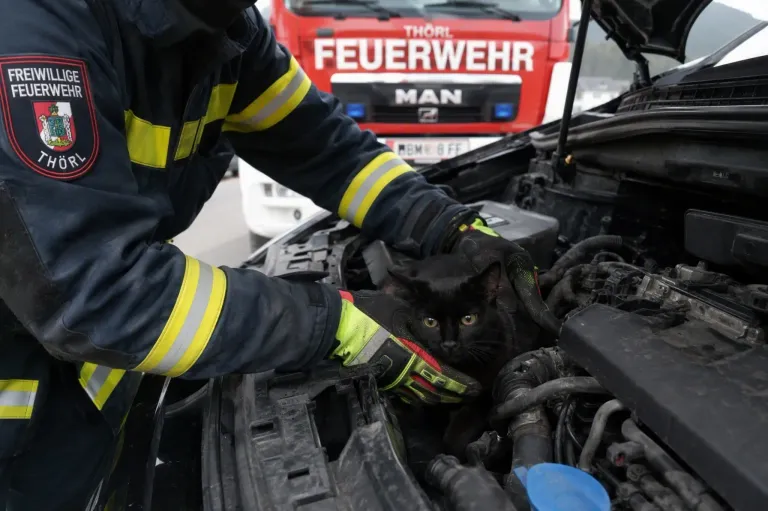 Ein Feuerwehrmann in einem gelben und schwarzen Uniform arbeitet an einem Automotor, auf dem eine schwarze Katze sitzt. Hinter ihm steht ein roter Feuerwehrwagen mit dem Wort 'Feuerwehr' darauf.