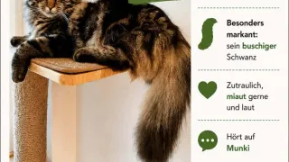 A poster with a picture of a cat and text about a missing cat named Buschi. The cat is lying on a scratching post.