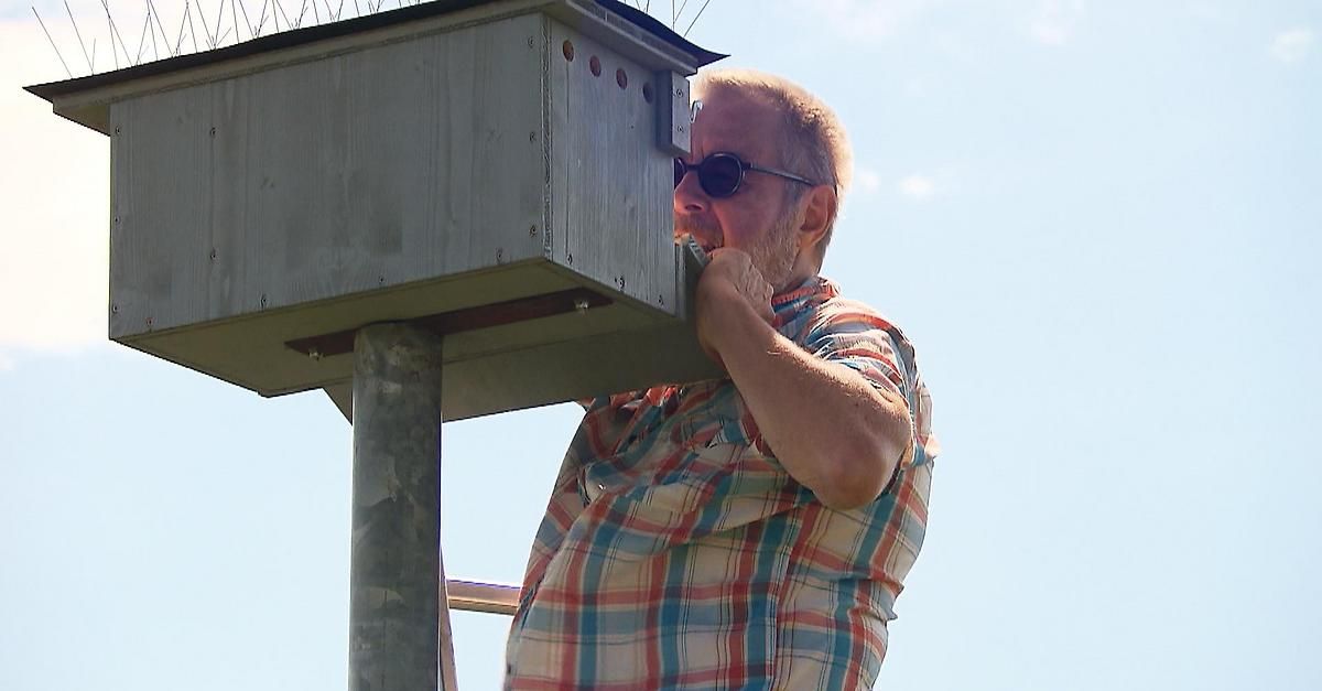 Ein älterer Mann mit Sonnenbrille und kariertem Hemd lehnt sich gegen einen Metallpfosten und inspiziert möglicherweise ein Vogelhaus.