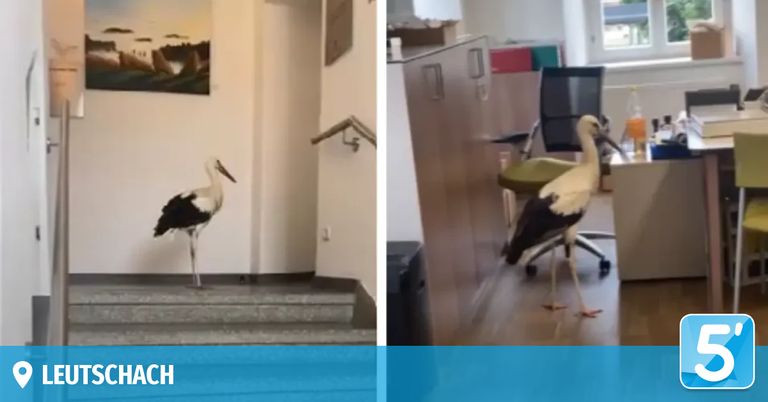 A stork stands on a staircase with a beach watermark in the bottom left corner.