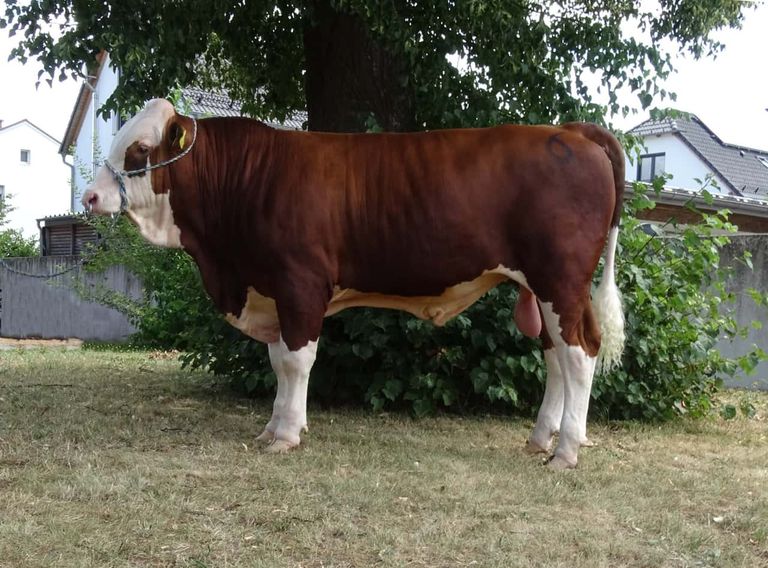 Eine braune und weiße Kuh steht in einem Grasbereich, mit einem Seil um den Hals und einem Baum dahinter.