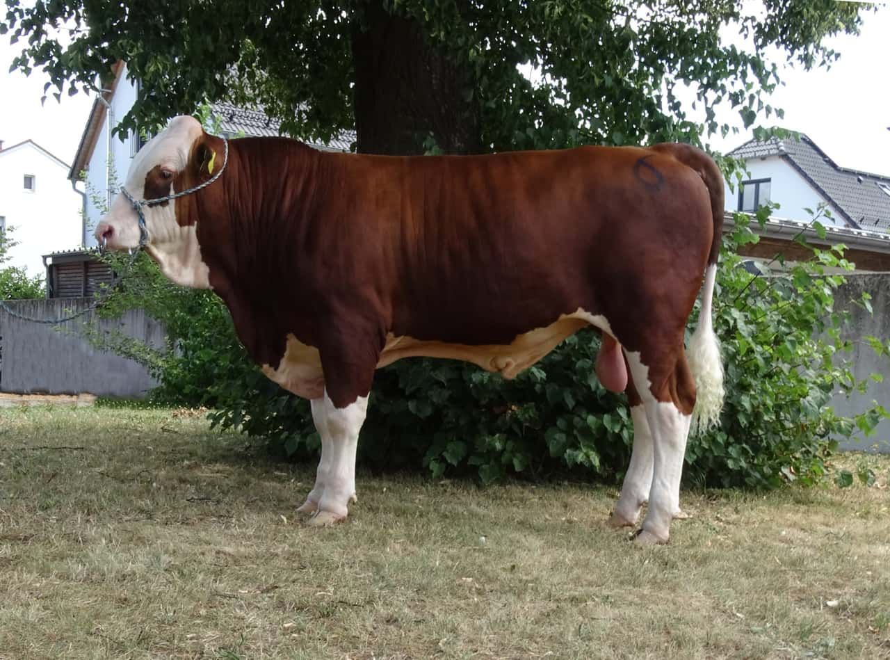 Eine braune und weiße Kuh steht in einem Grasbereich, mit einem Seil um den Hals und einem Baum dahinter.