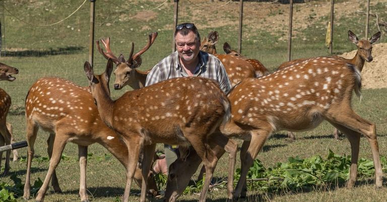 A man with sunglasses on his head is sitting on the ground surrounded by deer. The deer are eating grass and leaves.