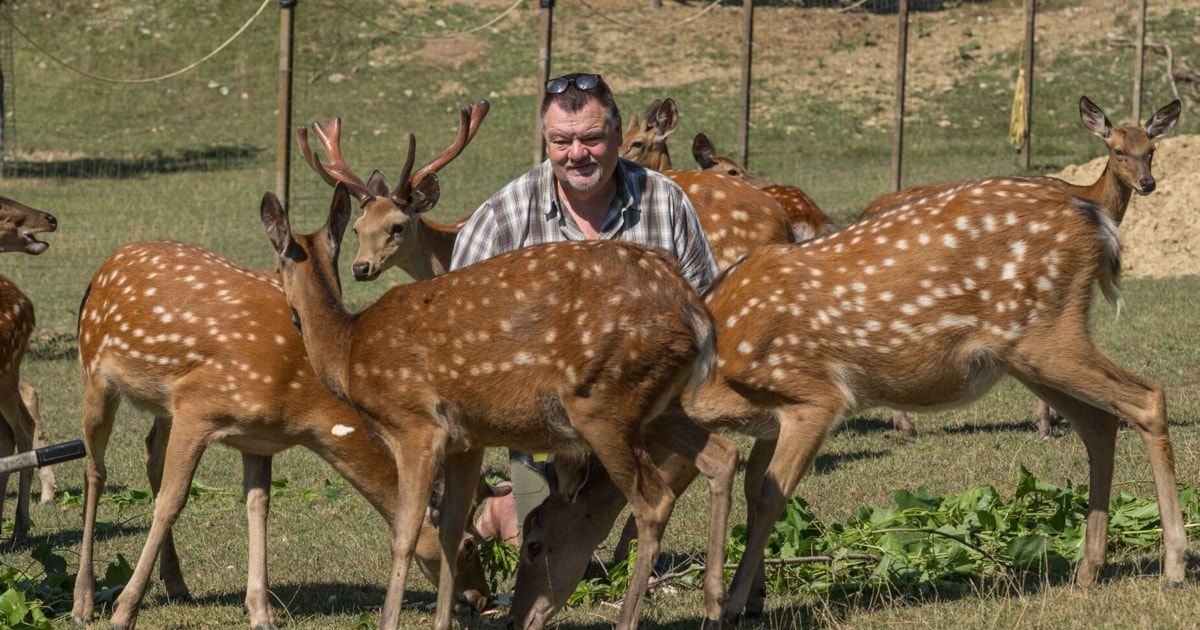 A man with sunglasses on his head is sitting on the ground surrounded by deer. The deer are eating grass and leaves.