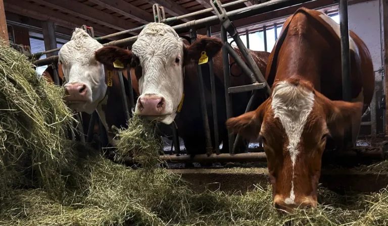 Several cows with yellow tags are eating hay in a barn. The cow in the foreground has a white face and brown ears.