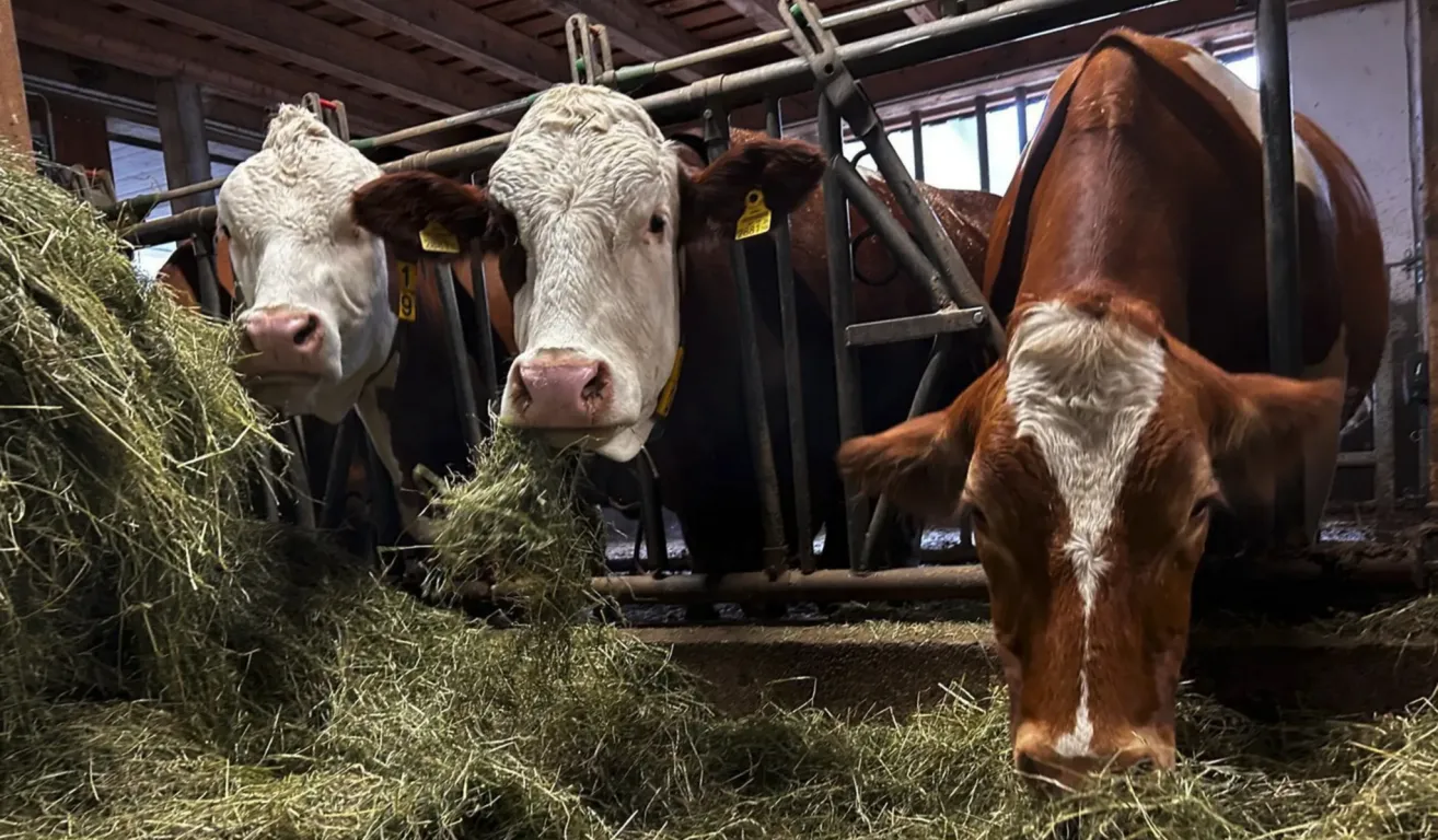 Several cows with yellow tags are eating hay in a barn. The cow in the foreground has a white face and brown ears.