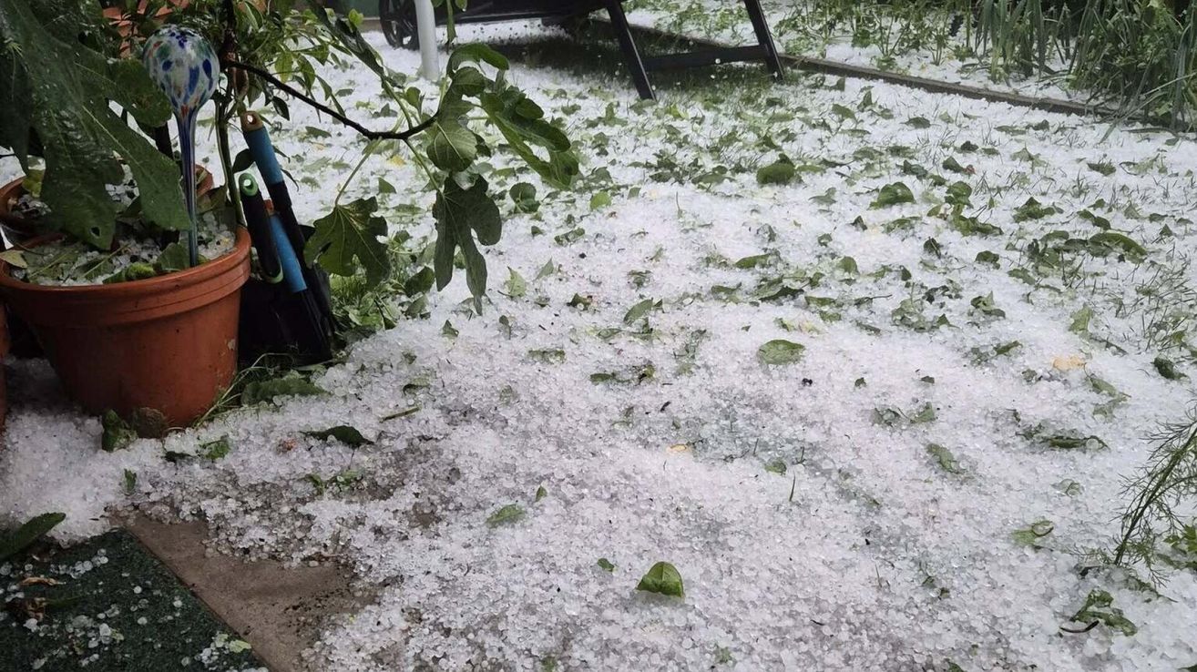 A ground covered with hailstones and leaves, with a tree branch bent over the snow.