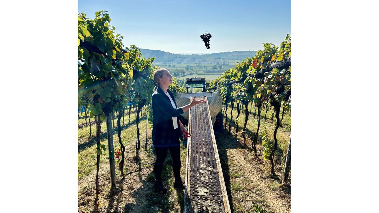 Eine Frau steht in einem Weinberg und schaut zu einer Traube auf, die in der Luft schwebt. Sie trägt eine schwarze Jacke und Hose. Hinter ihr ist ein Traktor geparkt.