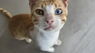 A cat with striking blue eyes and a white and orange coat is sitting on a tiled floor.