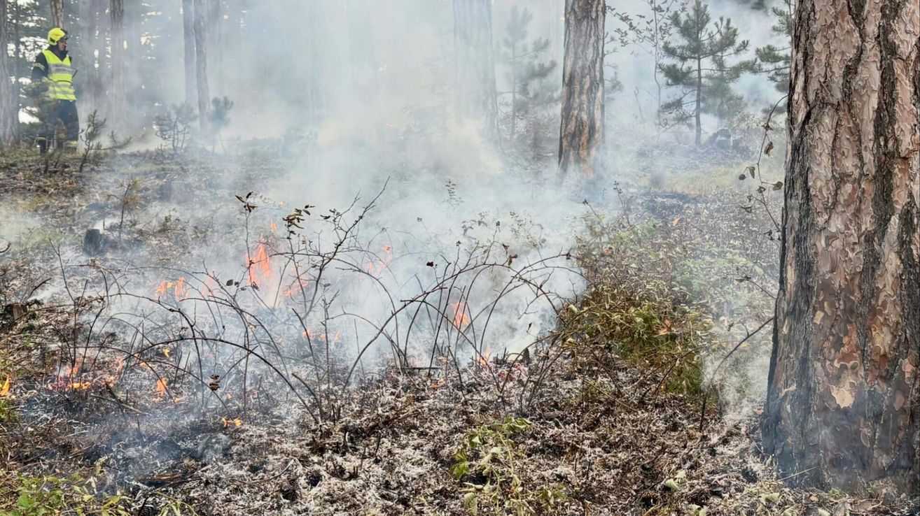 A forest area with a controlled burn, showing smoke rising from the ground with some trees and plants in the background.