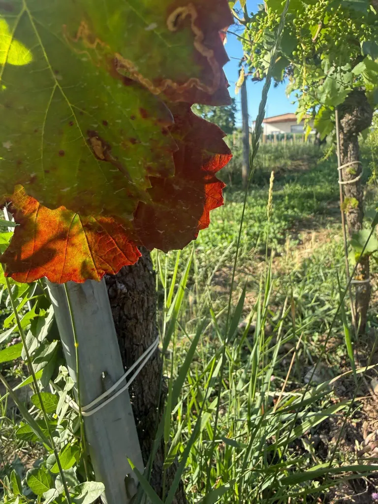 Ein Nahaufnahme von Weinblättern mit einer Mischung aus grünen und roten Farbtönen, die an einem Weinstock befestigt sind, der von einem Metallpfahl gestützt wird, mit einem Haus und einem Feld im Hintergrund.