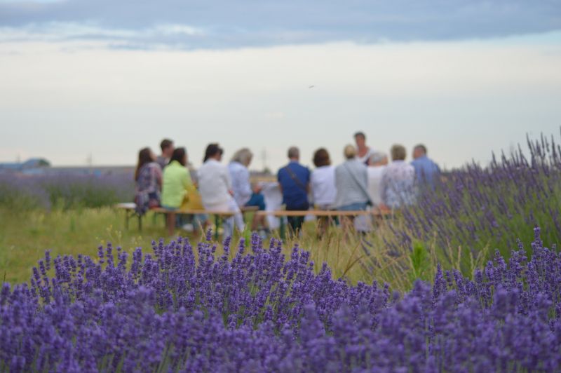 A group of people sit on a bench in a lavender field under a cloudy sky.