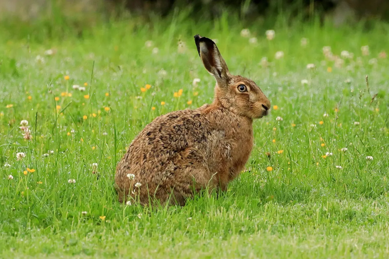 A brown hare is sitting in a grassy field with yellow flowers. The hare is looking to the right.