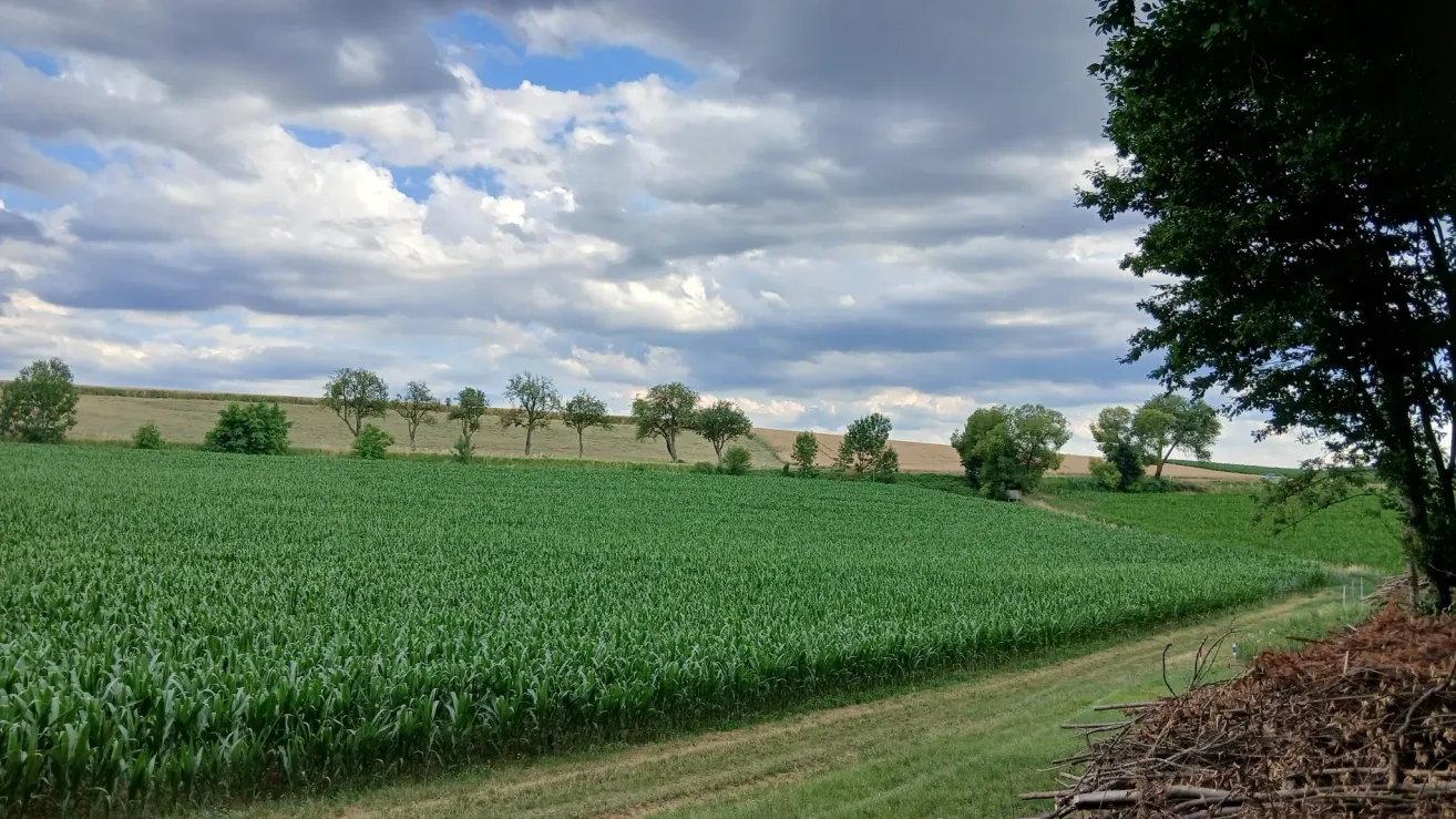 A vast green field with rows of crops under a cloudy sky, with trees lining the edges.