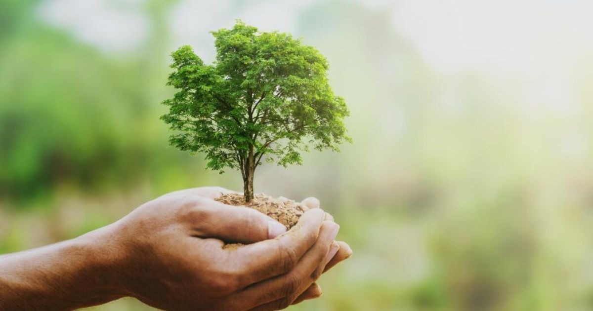 Eine Person, die einen kleinen Baum in den Händen hält, was Wachstum und Fürsorge symbolisiert. Der Baum ist in Erde verwurzelt, mit einem unscharfen grünen Hintergrund.