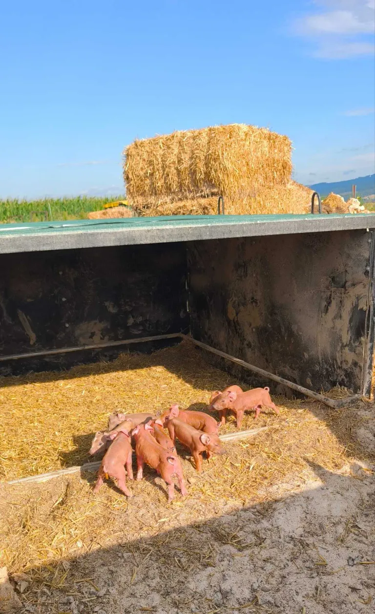 Eine Gruppe kleiner rosa Schweine ist in einem Gehege mit Heu, mit einem Heuhaufen im Hintergrund.