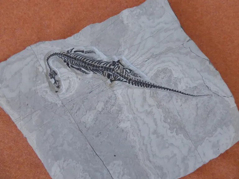 Ein fossilisiertes Skelett eines prähistorischen Reptils liegt auf einem Stück Marmor. Das Fossil ist detailliert und zeigt Knochen und Schuppen.
