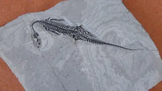 Ein fossilisiertes Skelett eines prähistorischen Reptils liegt auf einem Stück Marmor. Das Fossil ist detailliert und zeigt Knochen und Schuppen.