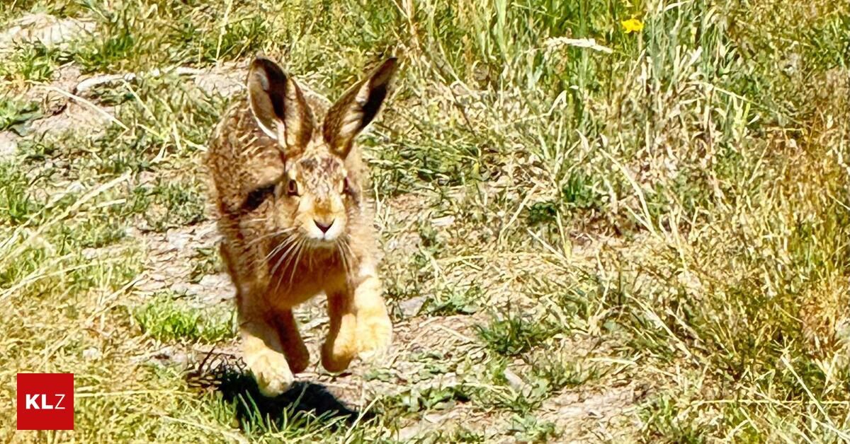 Ein Hase läuft auf einem Feld mit trockenem Gras und einigen grünen Pflanzen. Der Hase befindet sich in einer halbspringenden Position, wobei seine Vorderbeine angehoben und seine Hinterbeine auf dem Boden sind.