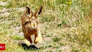Ein Hase läuft auf einem Feld mit trockenem Gras und einigen grünen Pflanzen. Der Hase befindet sich in einer halbspringenden Position, wobei seine Vorderbeine angehoben und seine Hinterbeine auf dem Boden sind.