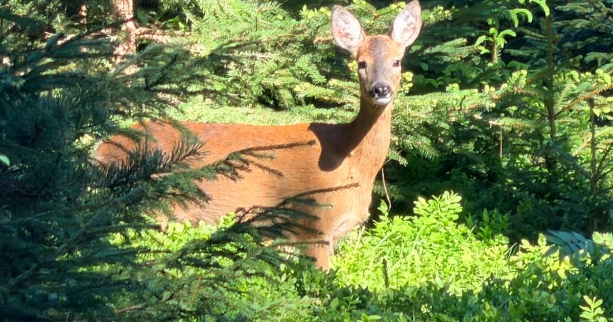 A deer stands in a lush forest with green trees and plants around it. The deer has a brown coat and is looking to the left.