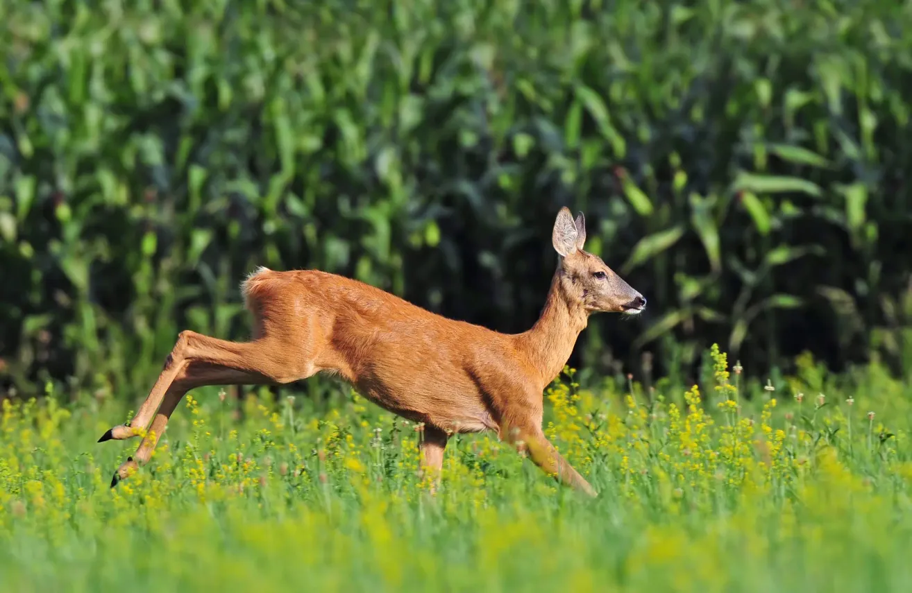 A deer is running in a field with tall grass and yellow flowers in the foreground.