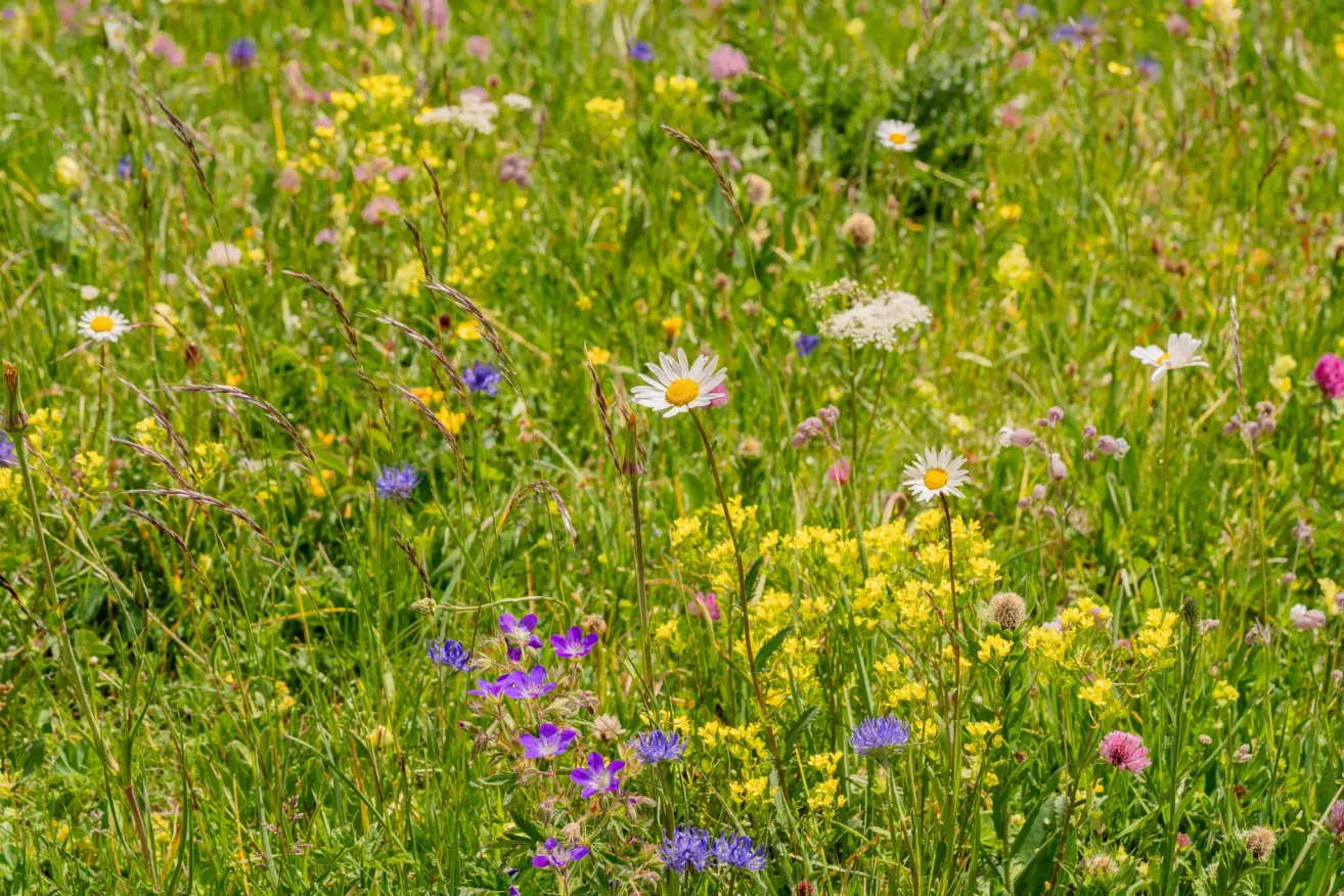 Eine farbenfrohe Wiese voller verschiedener bunter Blumen, einschließlich Gänseblümchen, Gelb und Lila, unter einem klaren Himmel.