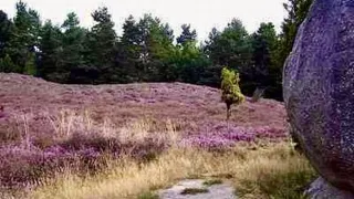 Ein grasbewachsenes Feld mit lila Blumen und einem kleinen Baum im Vordergrund, umgeben von einem Wald aus grünen Bäumen.