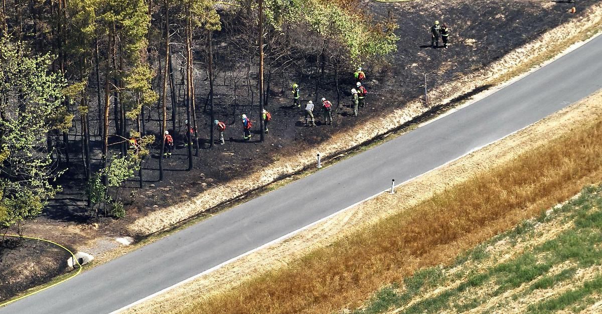 Eine Gruppe von Feuerwehrleuten in Schutzkleidung arbeitet in einem verbrannten Waldgebiet, einige stehen in der Nähe einer Straße. Der Boden ist mit Asche bedeckt und die Bäume sind verkohlt.
