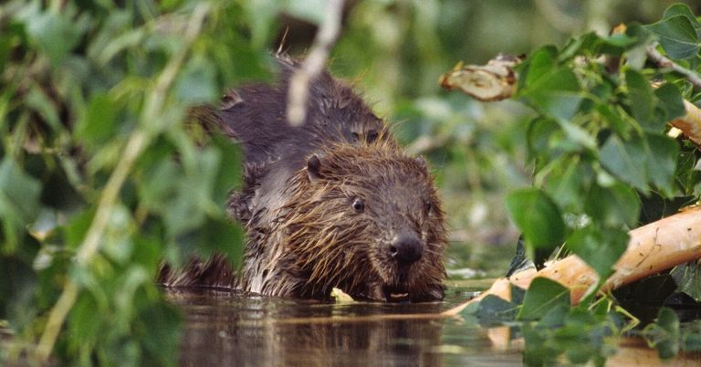 Ein Biber schwimmt in einem Gewässer, umgeben von grünen Blättern und Pflanzen.