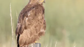 Ein brauner Raubvogel, wahrscheinlich ein Turmfalke, sitzt auf einem Pfosten in einem Grasfeld. Der Vogel hat einen gelben Schnabel und scharfe Krallen.