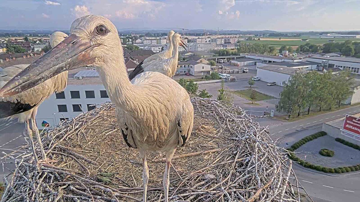 Ein Storch steht in seinem Nest auf dem Dach eines Gebäudes und blickt auf eine Stadt mit Gebäuden und einem Parkplatz. Ein weiterer Storch befindet sich dahinter.